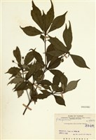 藏品(疏果海桐)的圖片